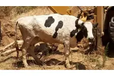 İneklerde Çiçek Hastalığı Belirtileri ve Tedavisi İneklerde Çiçek Hastalığı Belirtileri ve Tedavisi