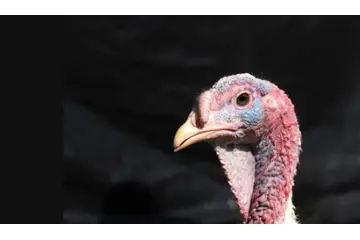 Hindilerde Çiçek Hastalığı Belirtileri ve Tedavisi