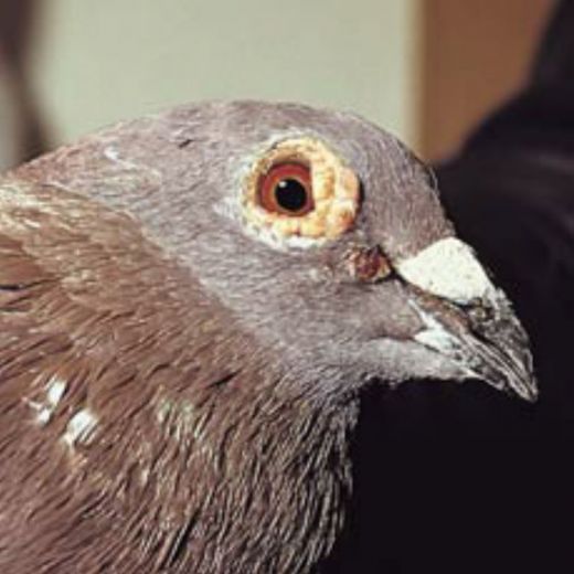 Güvercin Çiçek Hastalığı İlacı Özellikleri ve Faydaları Nelerdir?